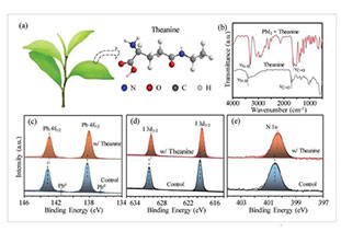 Liu Shengzhong et al AEM: Plant derived L-theanine is used for perovskites photovoltaic anti ultraviolet ozone