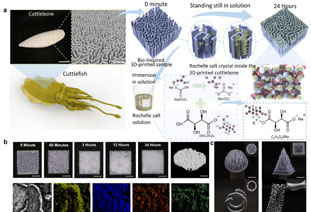 Professor Yang Yang’s team at San Diego State University and Professor Ziyu Wang’s team at Wuhan University—New progress in piezoelectric composite materials research