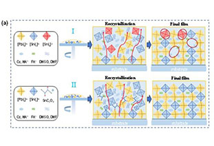 Hot carrier cooling conditioning of hybrid tin-lead perovskite solar cells