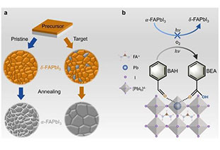 Photochemical protective layer improves perovskite photovoltaic performance