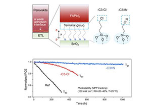 Stable work function adjustment of weakly adherent homojunctions in perovskite cells